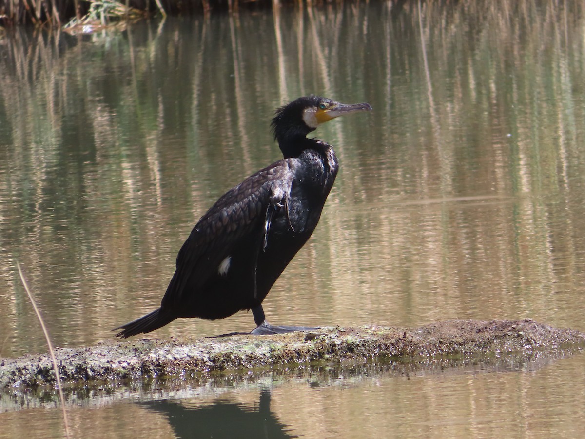 Cormorán Grande - ML623665744