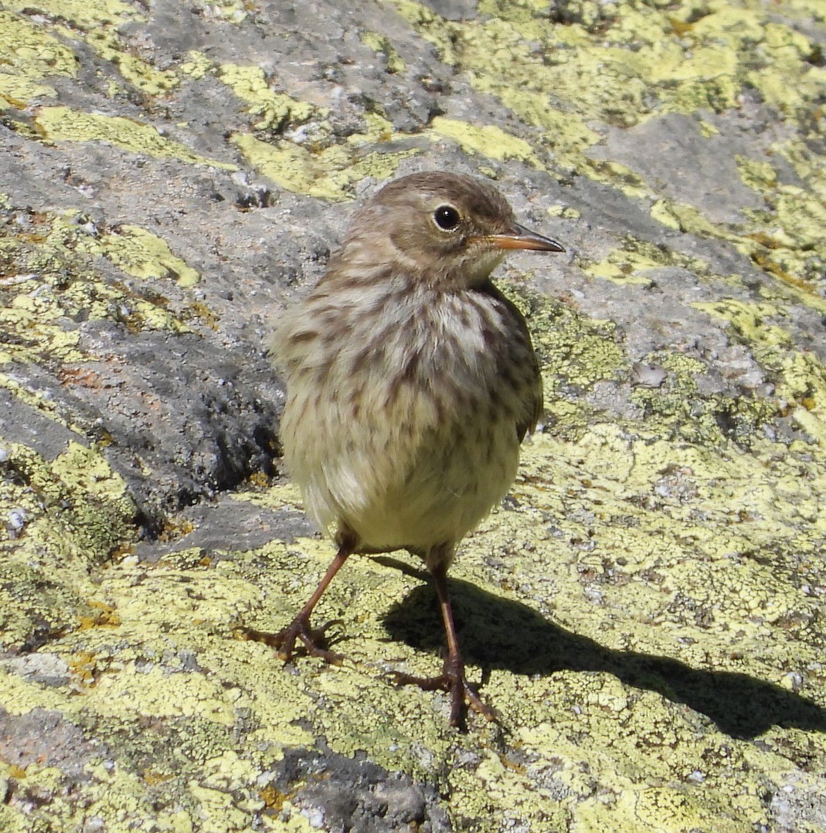 Water Pipit - Ángel Luis Méndez de la Torre 🪶