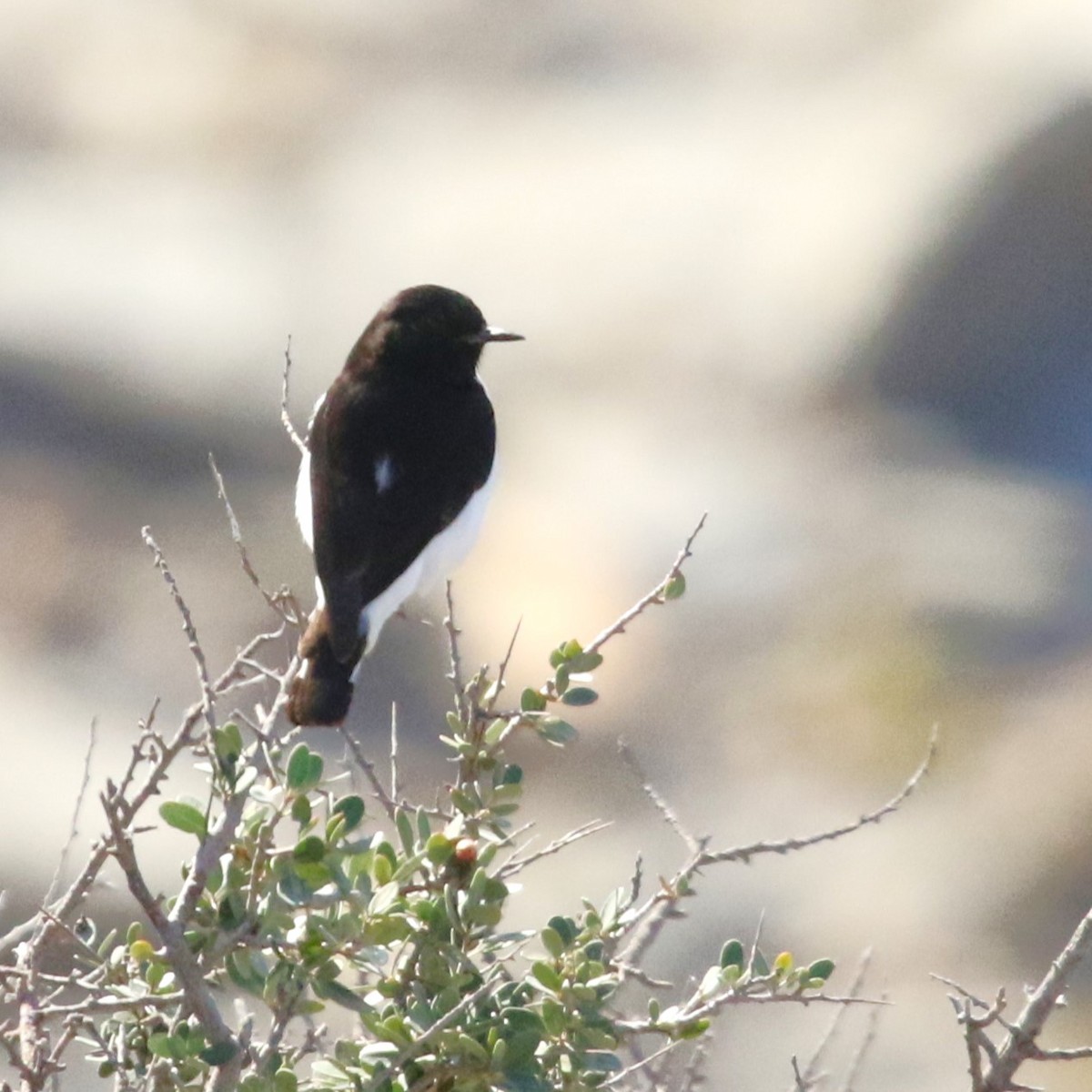 Hume's Wheatear - ML623665815