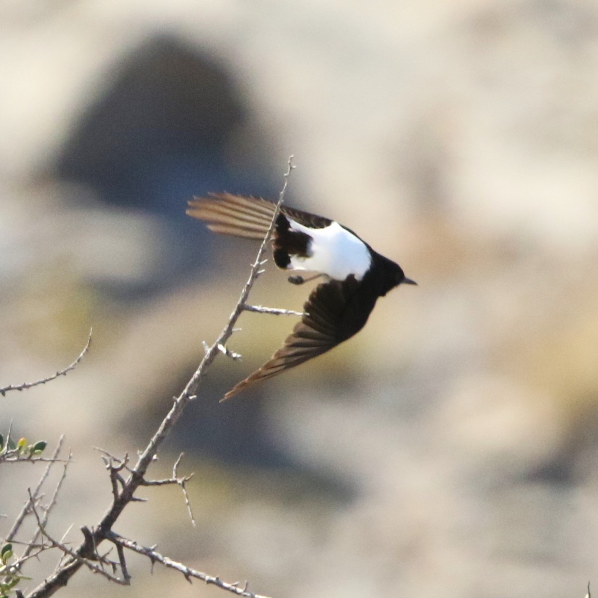 Hume's Wheatear - ML623665816