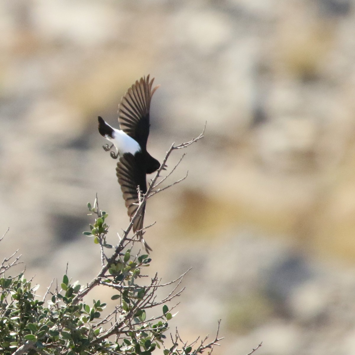 Hume's Wheatear - ML623665817