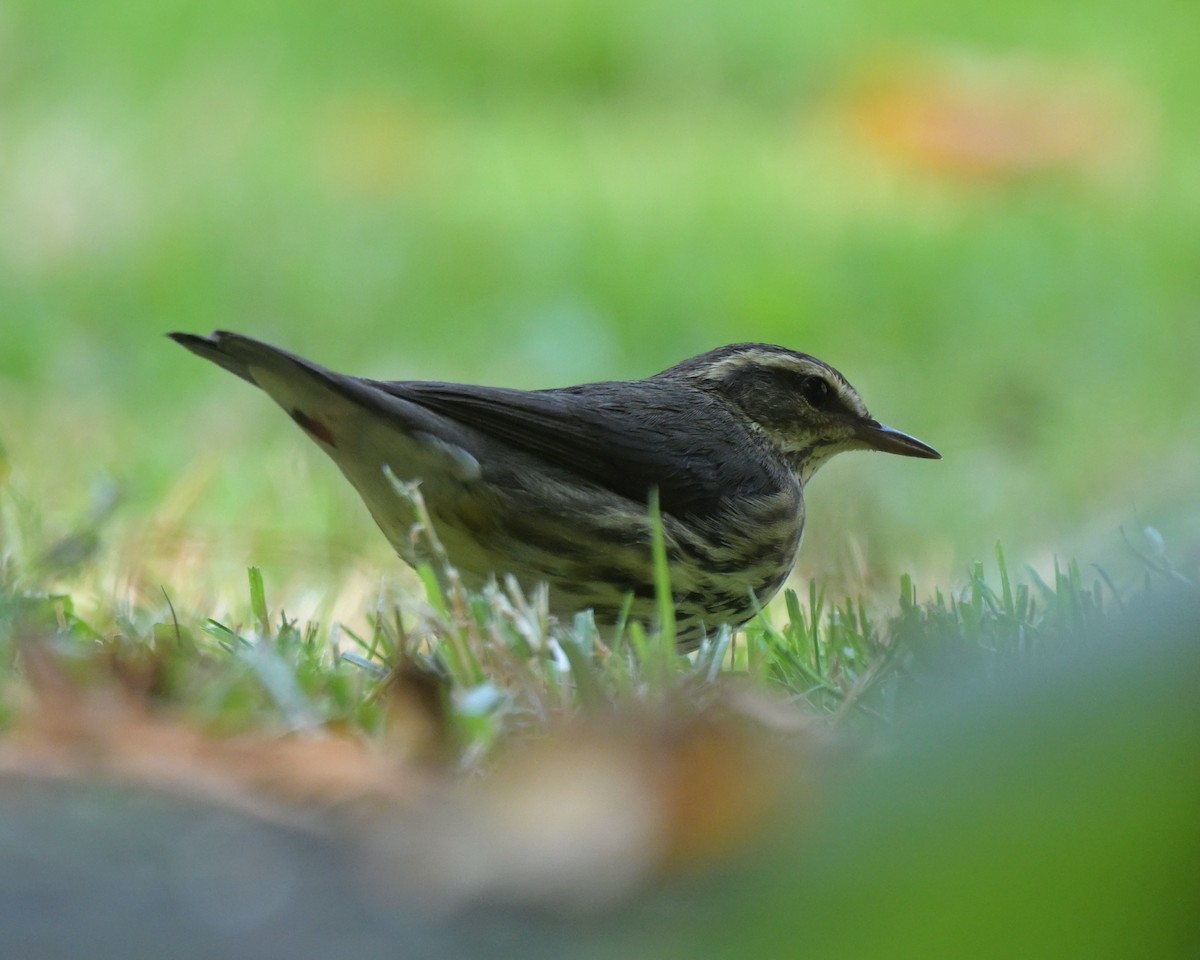 Northern Waterthrush - ML623665820