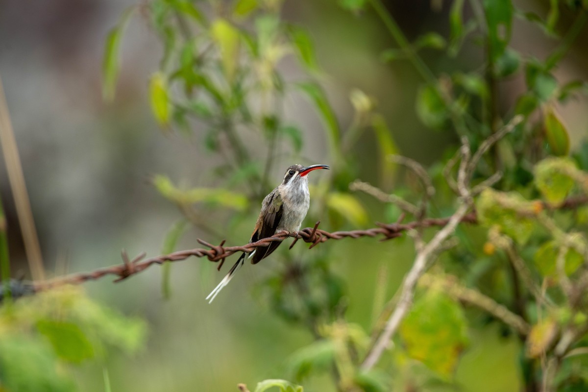 Sooty-capped Hermit - ML623665821