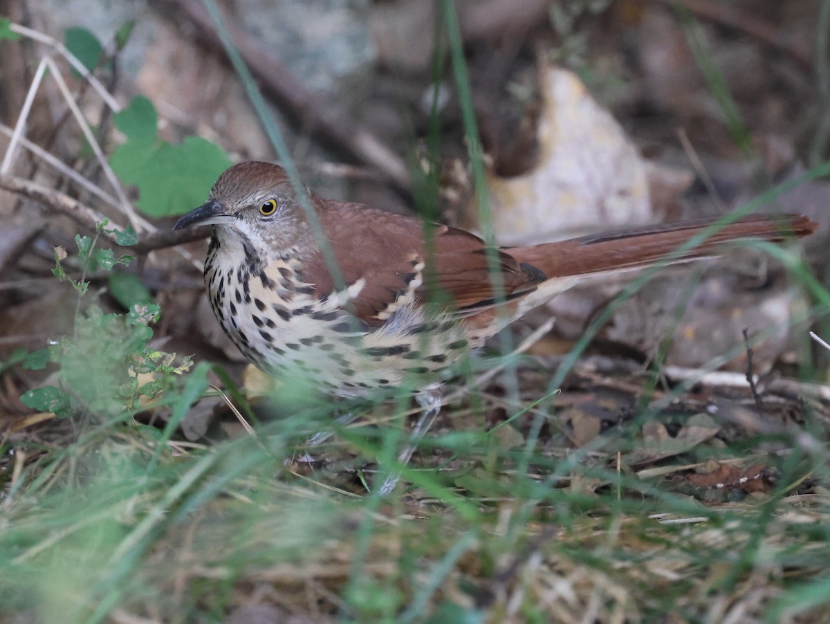 Brown Thrasher - pradhikshaa m