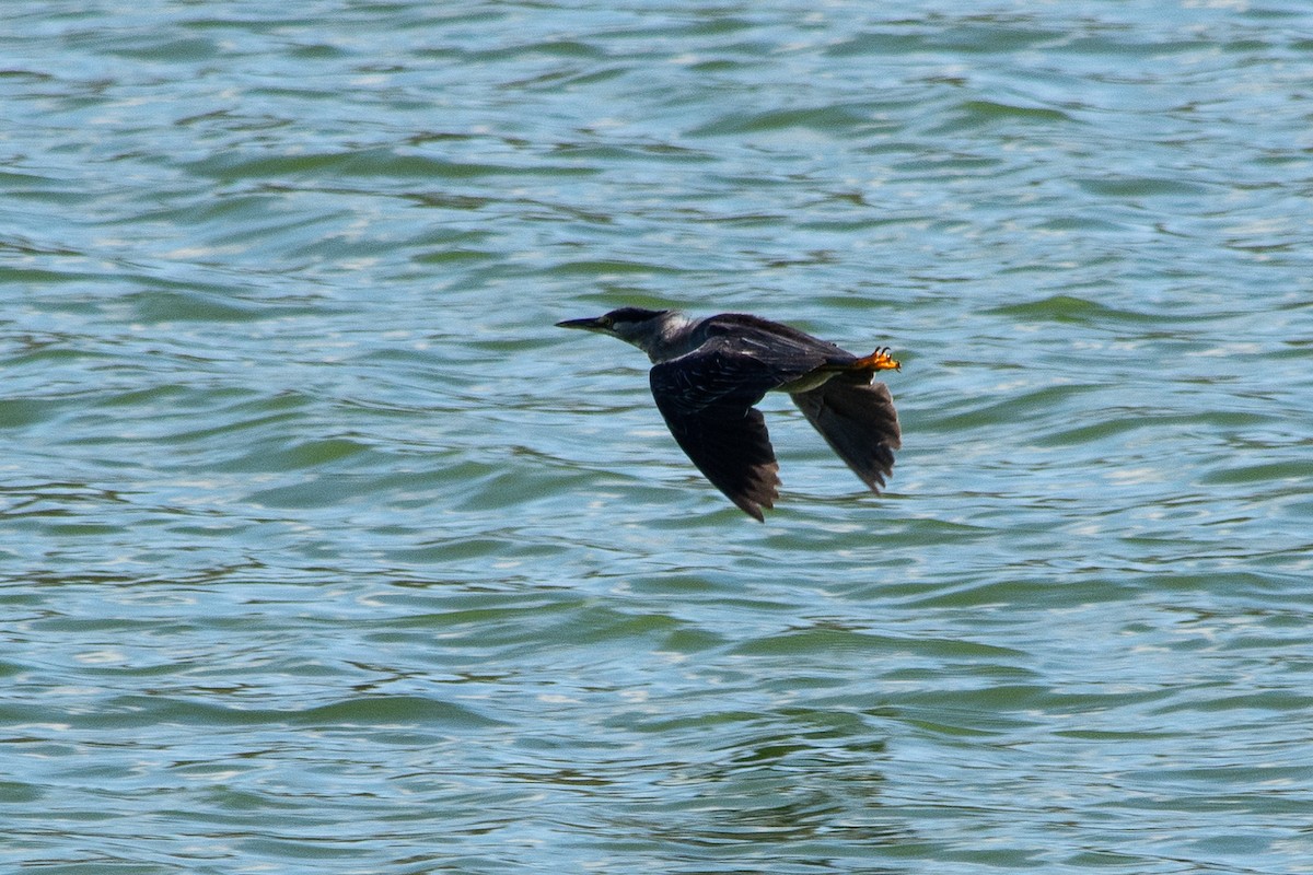 Striated Heron (South American) - ML623665851