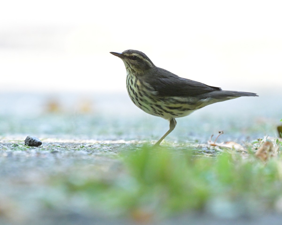 Northern Waterthrush - ML623665857