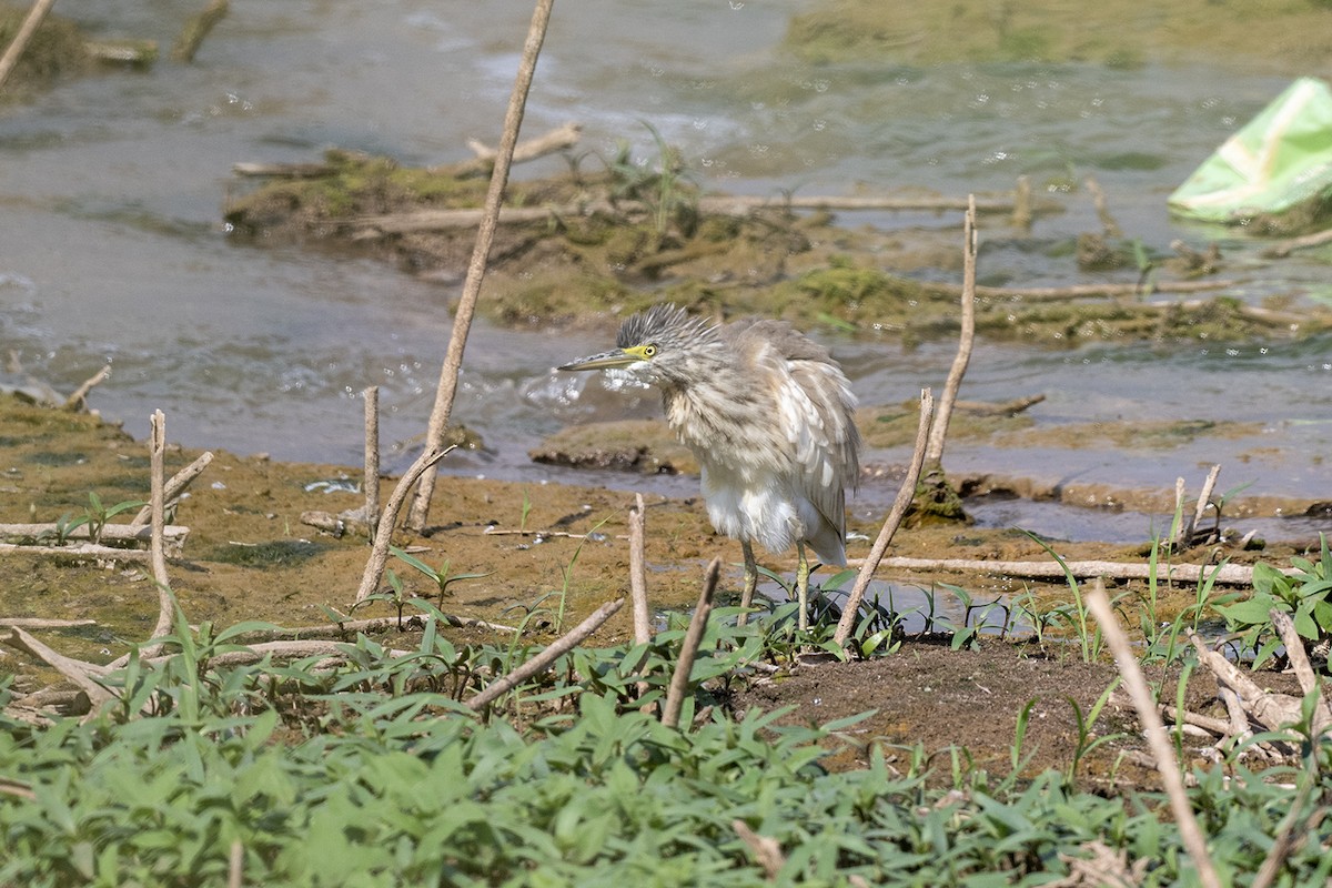 Squacco Heron - Mehmet ertan Tiryaki