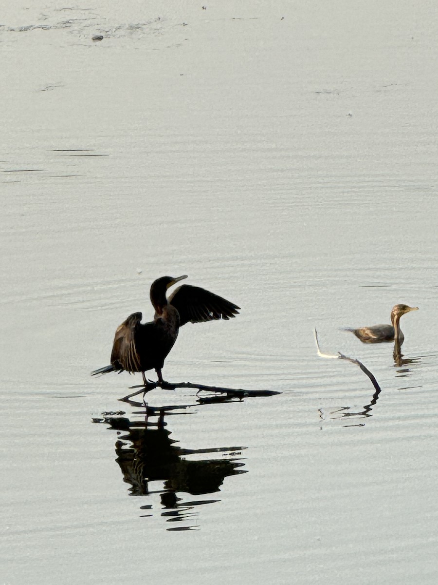 Double-crested Cormorant - ML623665934