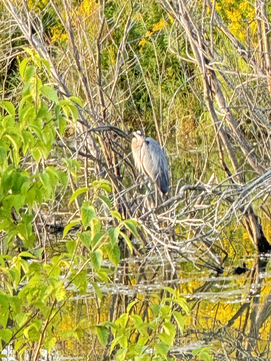 Great Blue Heron - Dinesh Sikand