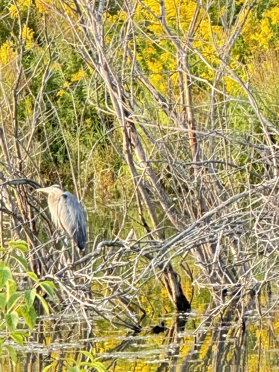 Great Blue Heron - ML623665939