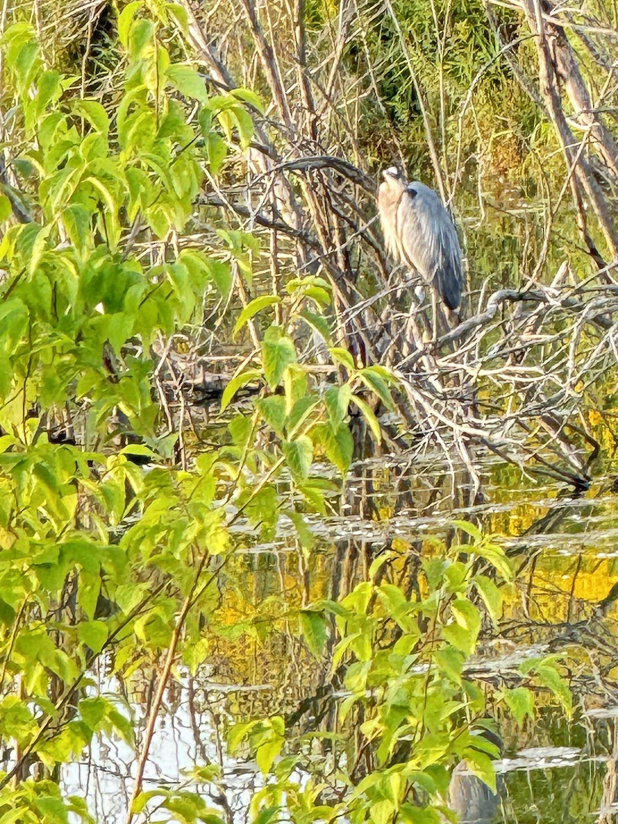 Great Blue Heron - Dinesh Sikand