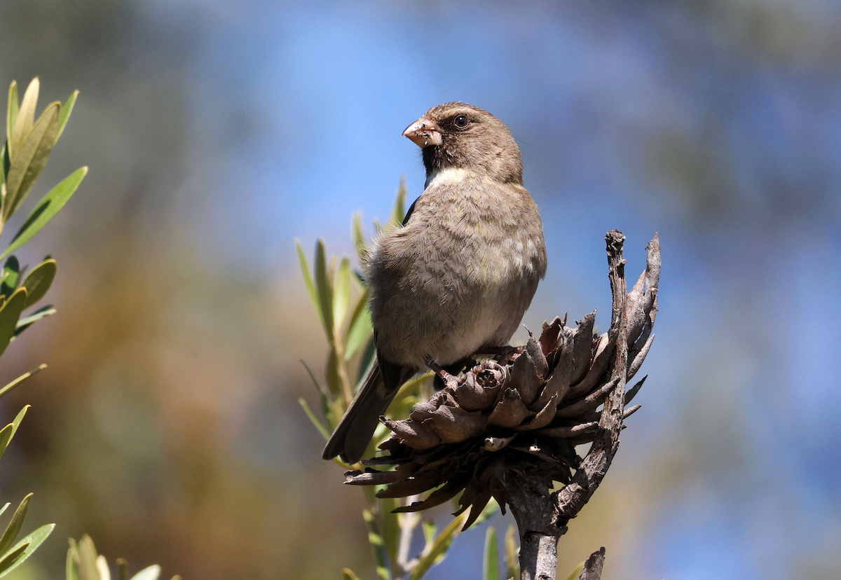 Protea Canary - ML623666027