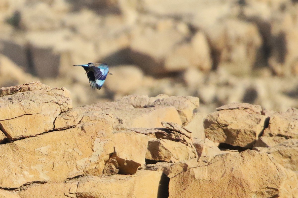 Indian Roller - Rik Vetter