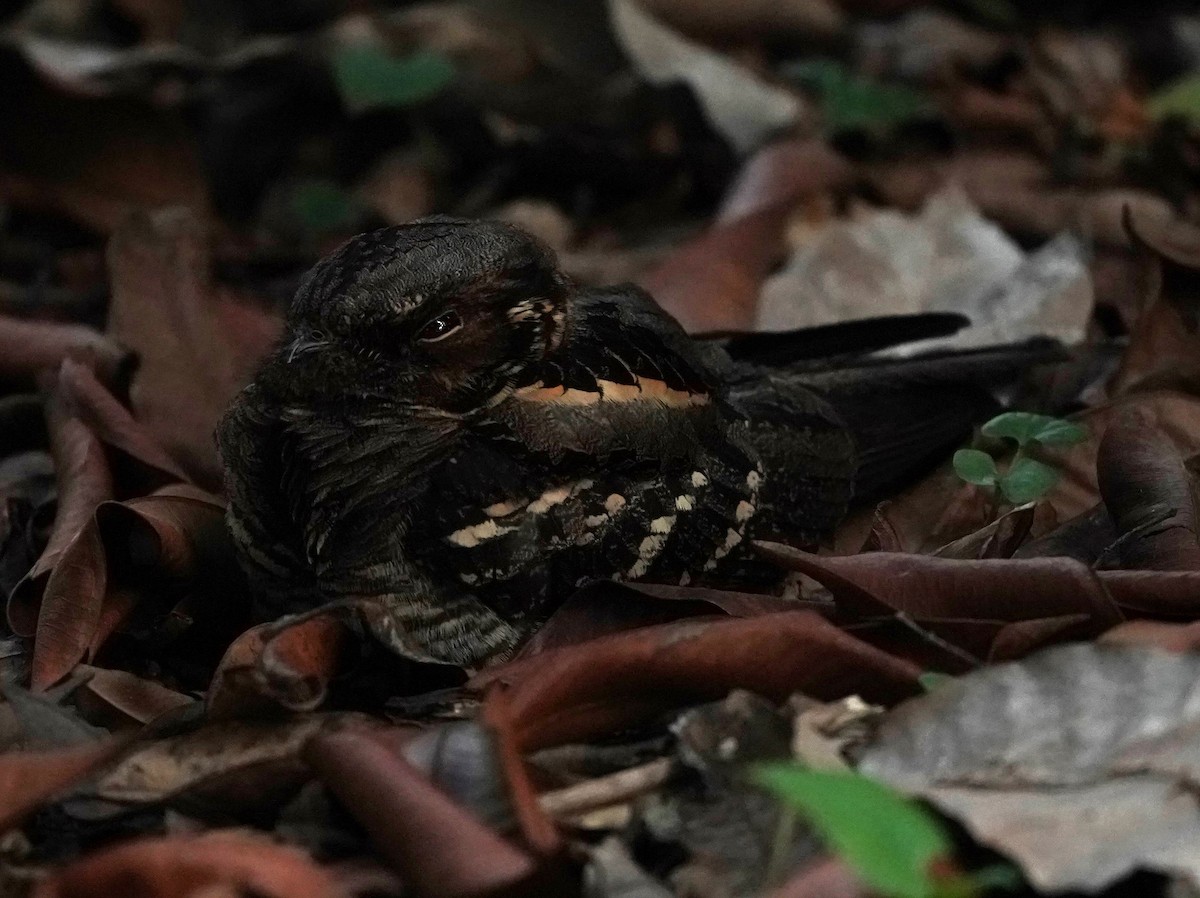 Large-tailed Nightjar - ML623666075