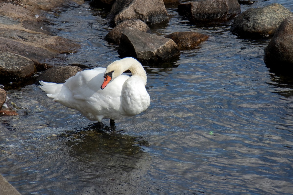 Mute Swan - ML623666090