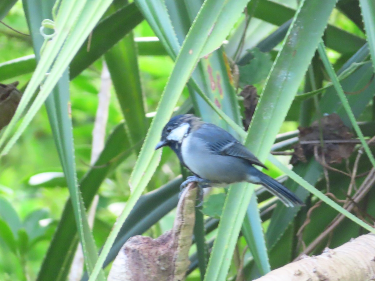 Japanese Tit (Ishigaki) - ML623666098