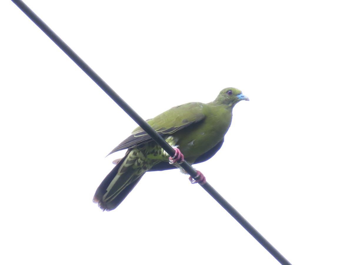 Whistling Green-Pigeon - ML623666142