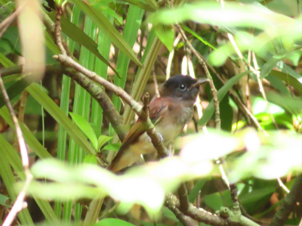 Black Paradise-Flycatcher - ML623666144