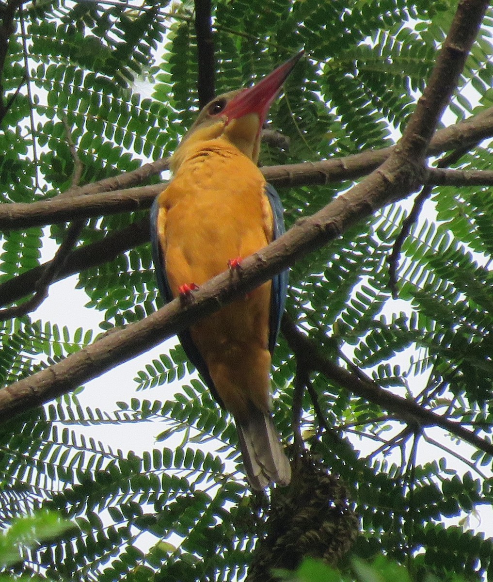 Stork-billed Kingfisher - ML623666147