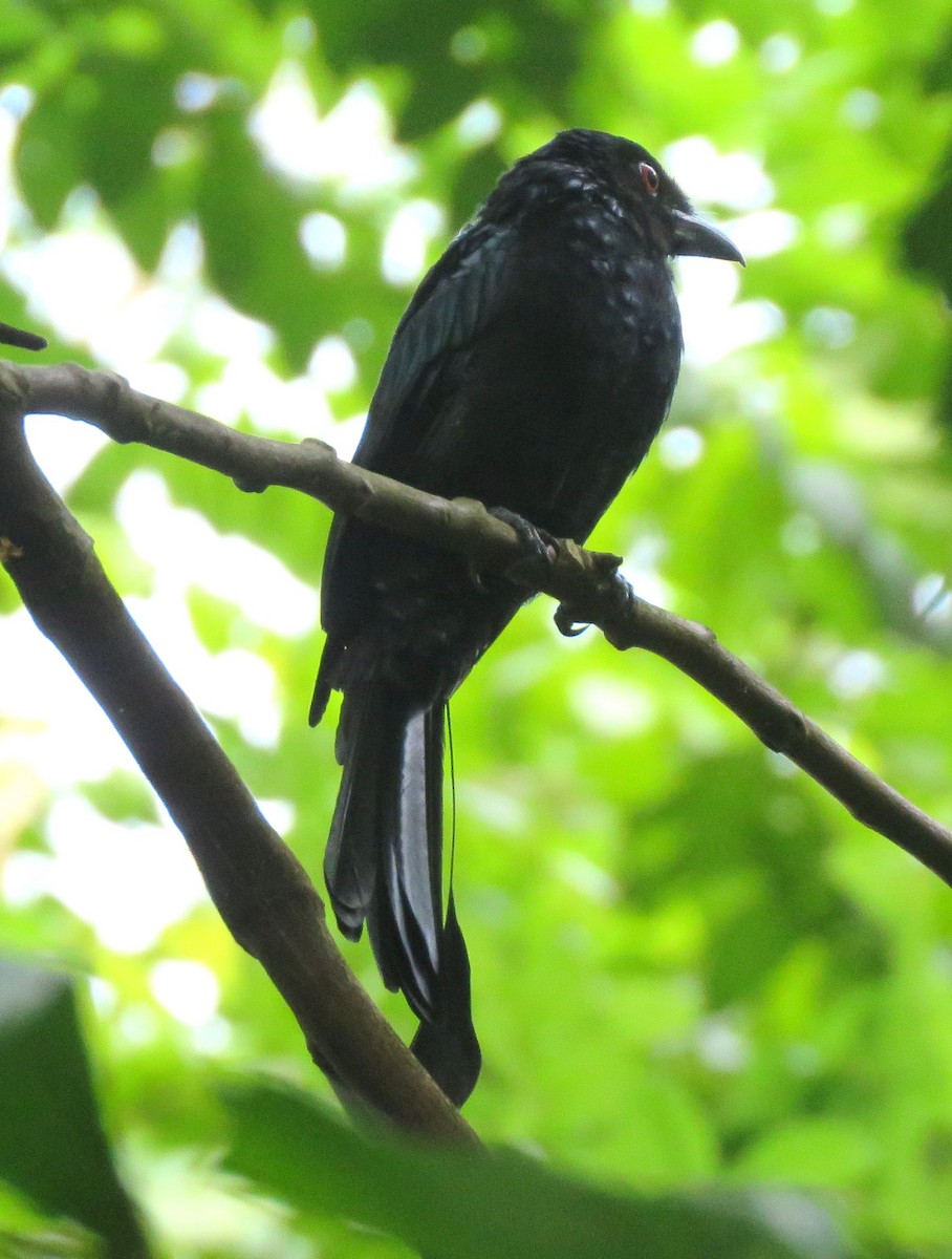 Greater Racket-tailed Drongo - ML623666159