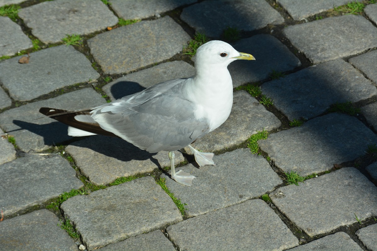 Common Gull - ML623666167