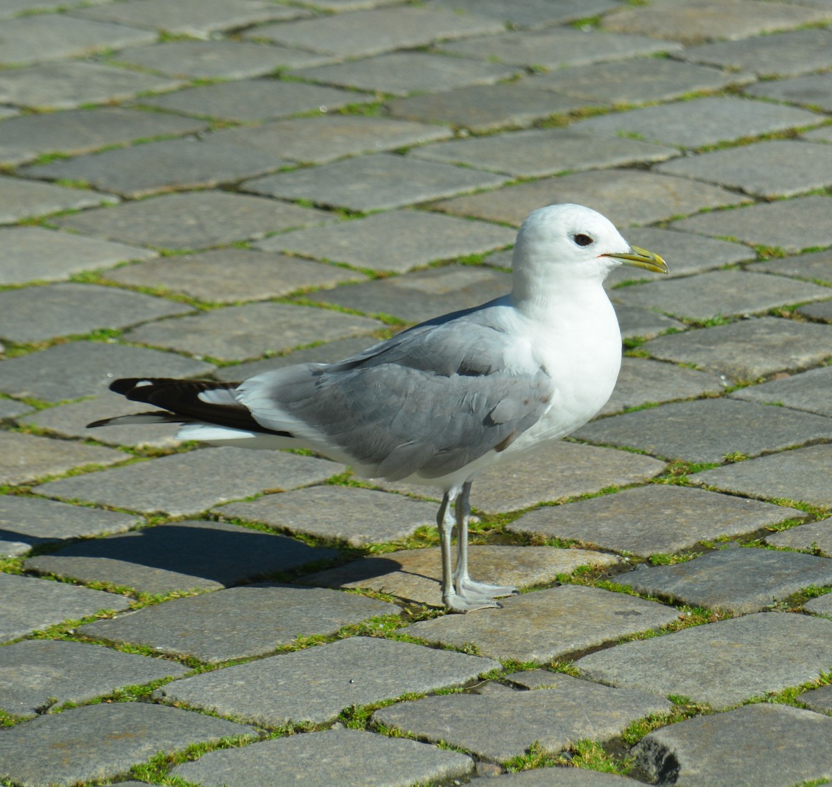 Common Gull - ML623666171