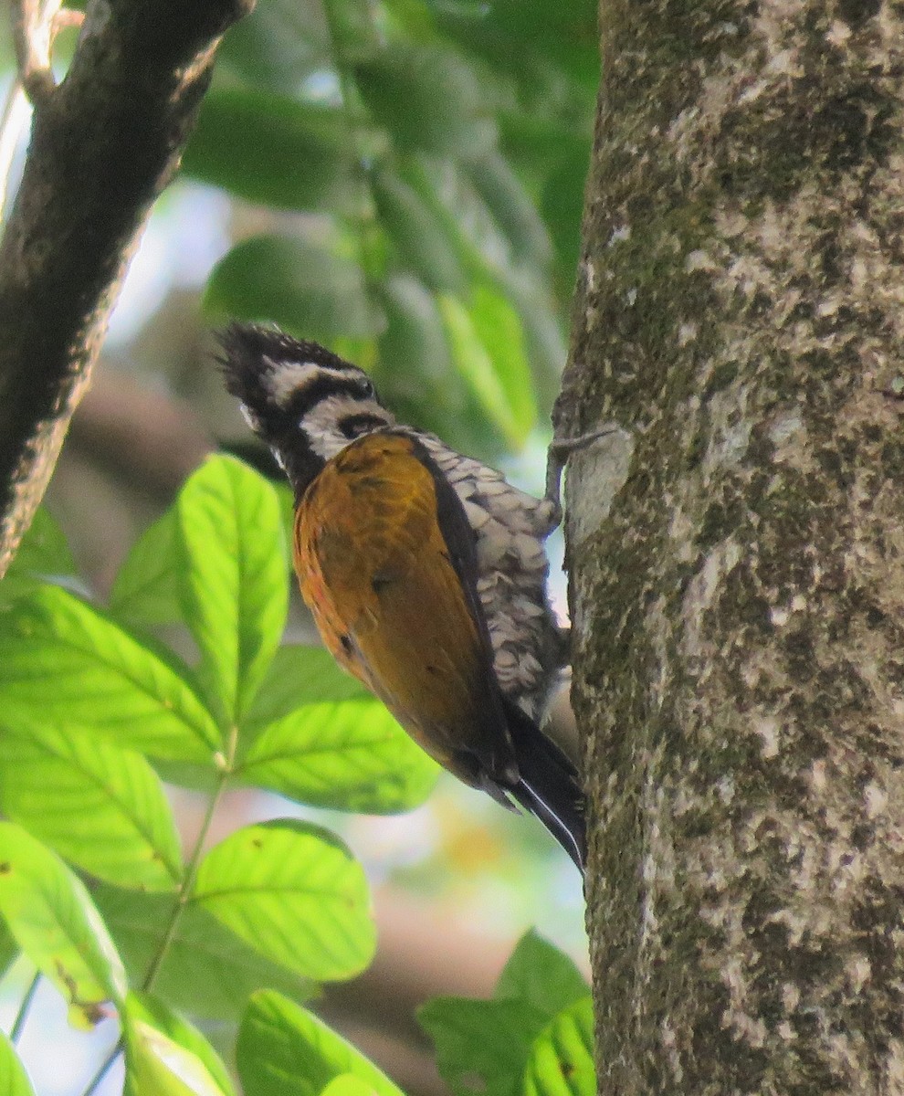 Common Flameback - ML623666174