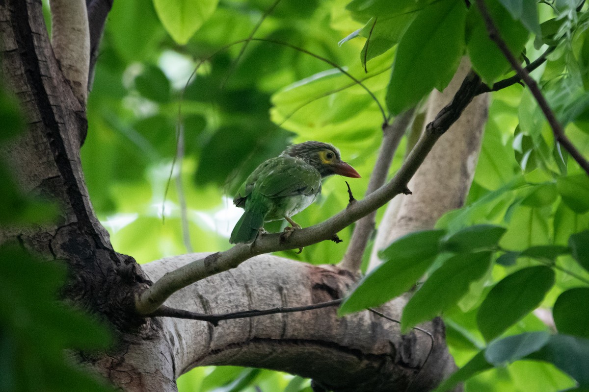 Braunkopf-Bartvogel - ML623666194