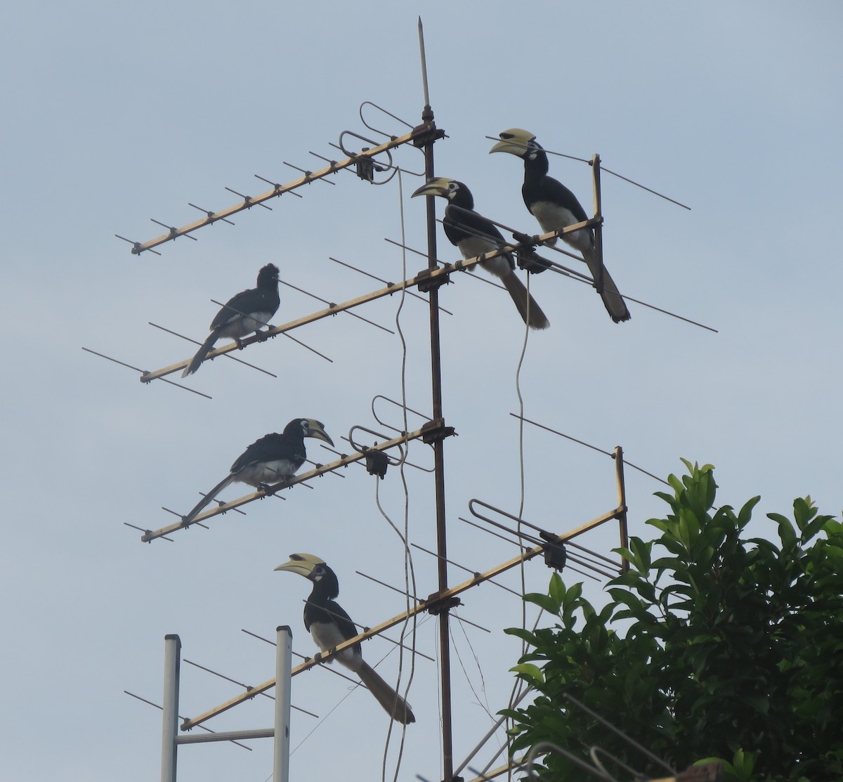 Oriental Pied-Hornbill - ML623666207