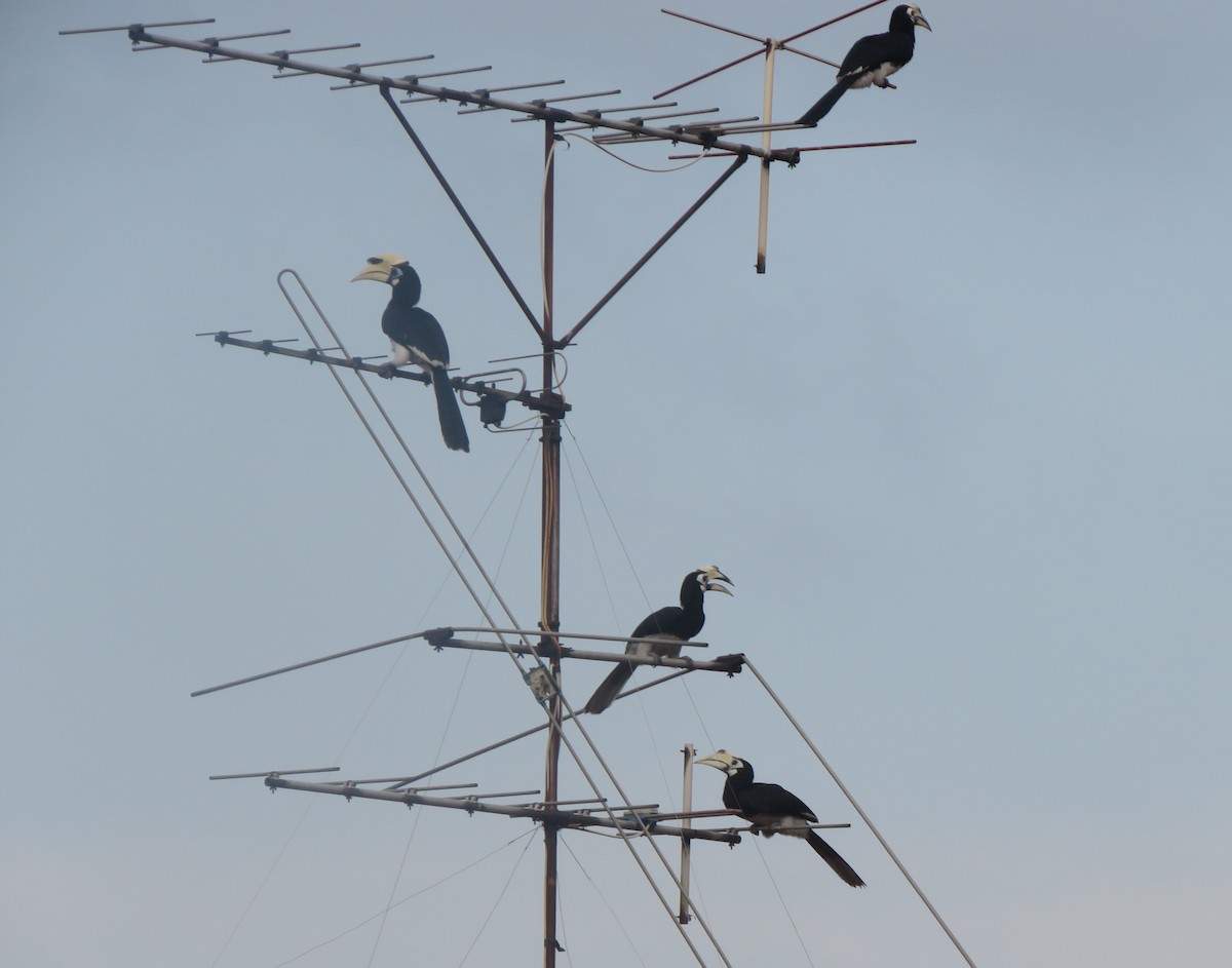 Oriental Pied-Hornbill - ML623666216