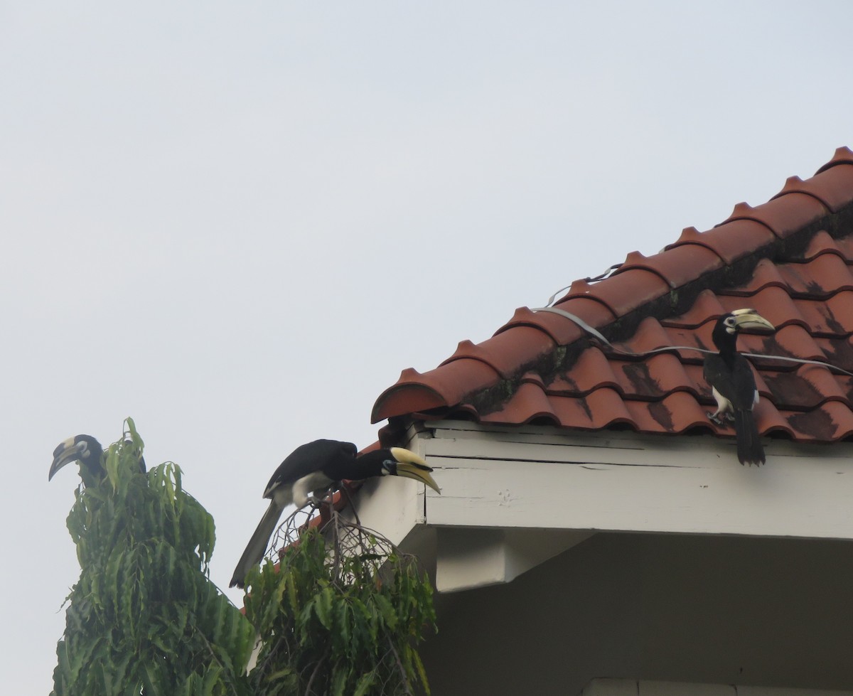 Oriental Pied-Hornbill - ML623666220