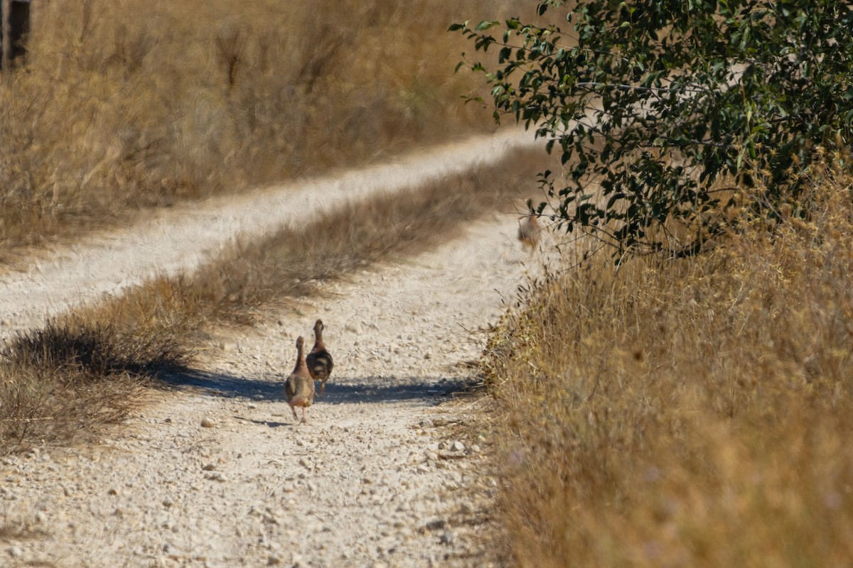 Red-legged Partridge - Diego González Dopico