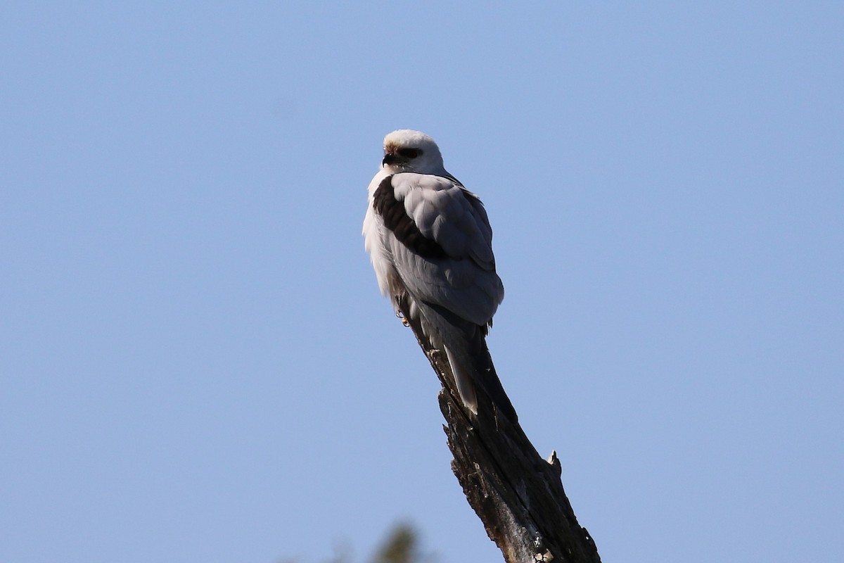 Black-shouldered Kite - ML623666271