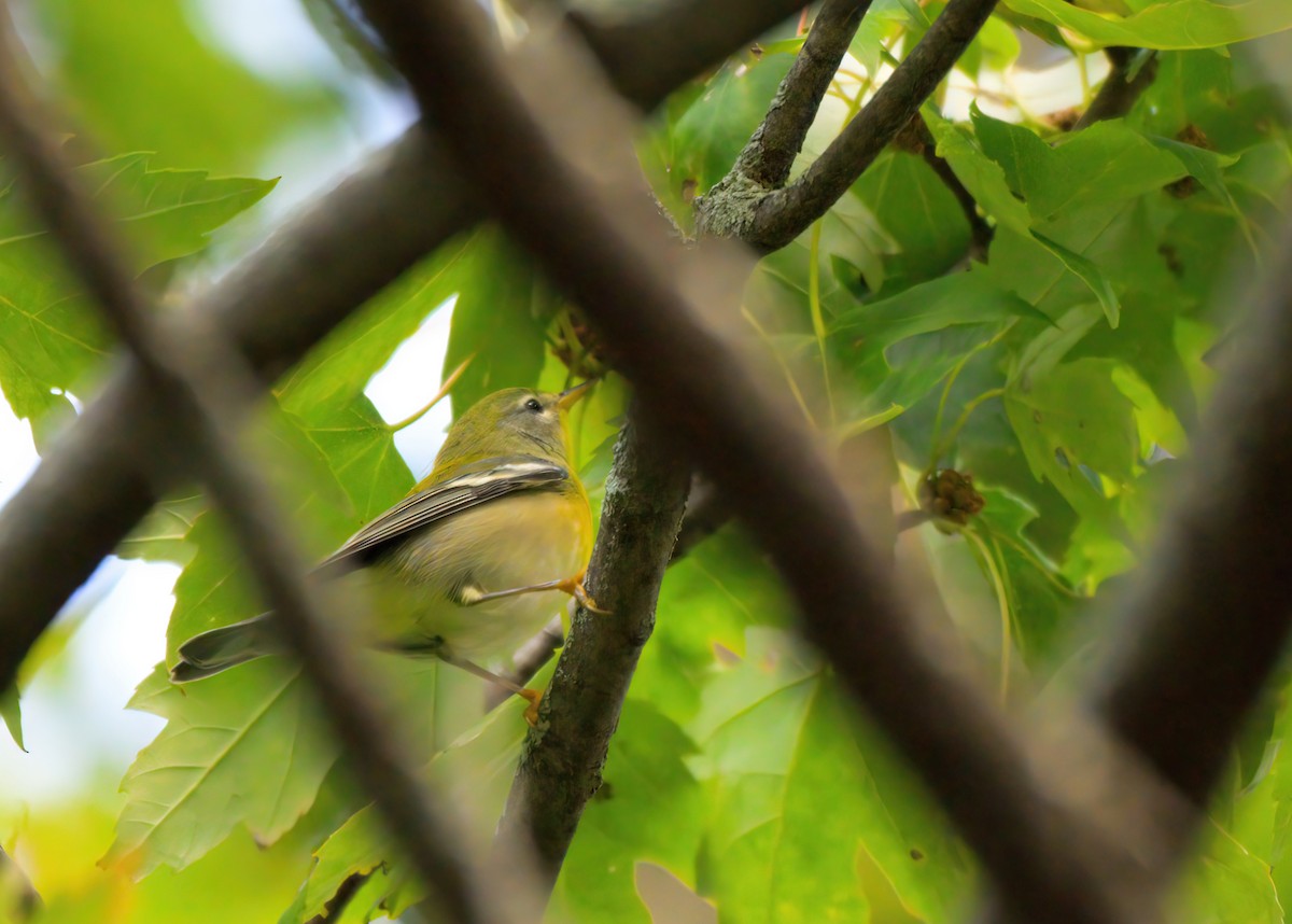 Northern Parula - ML623666304