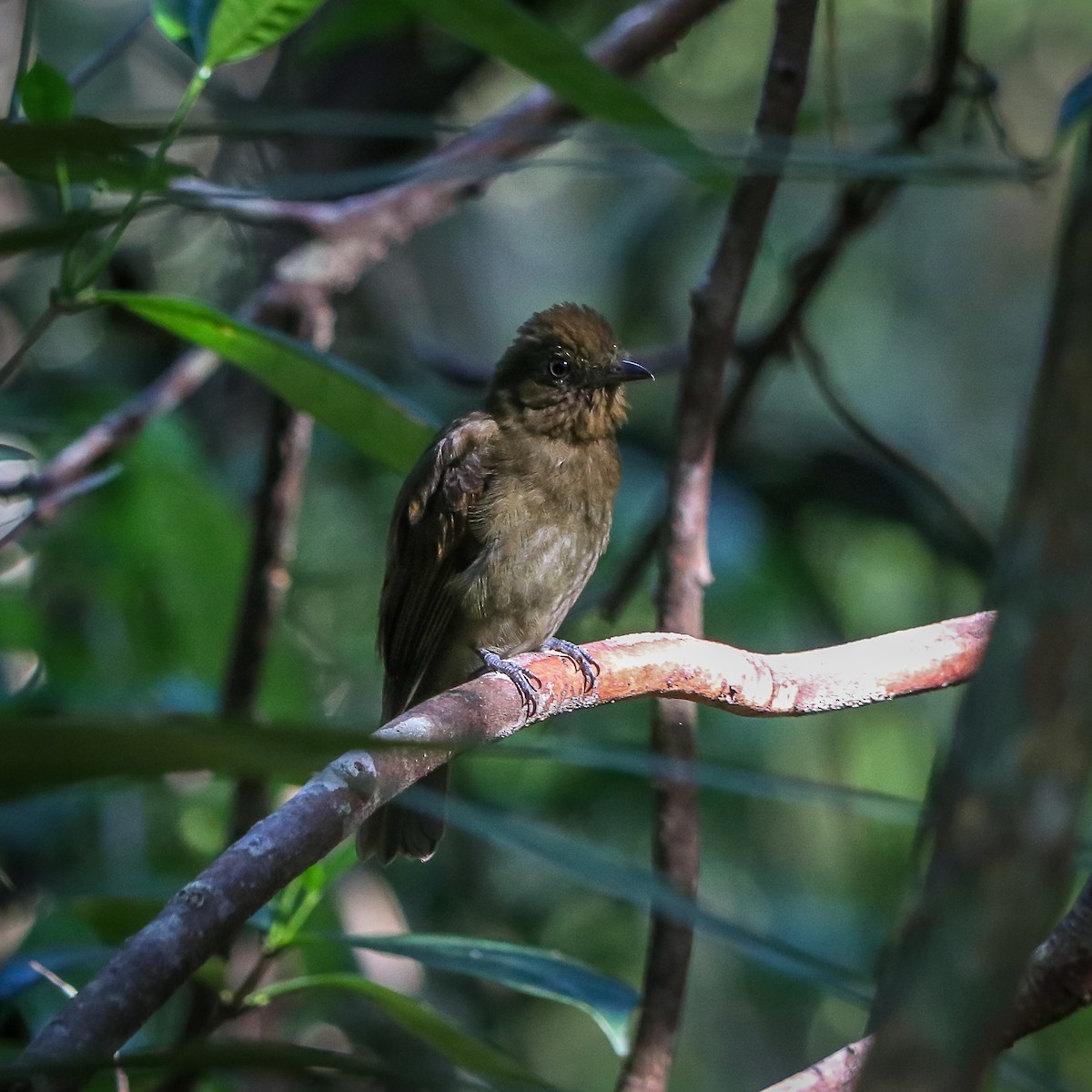 Brown-winged Schiffornis - ML623666308