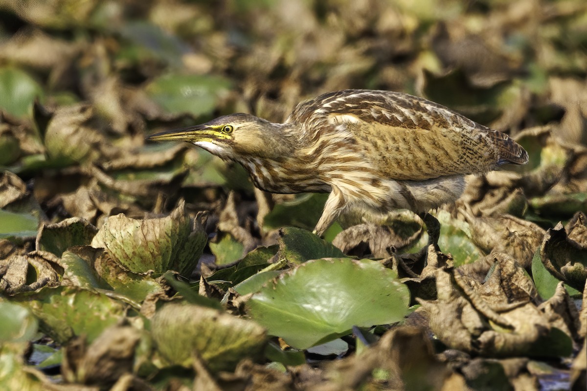 American Bittern - ML623666351