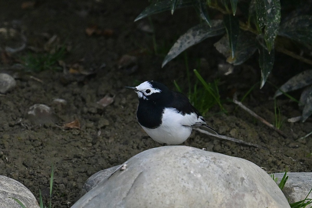 White Wagtail (Hodgson's) - ML623666401