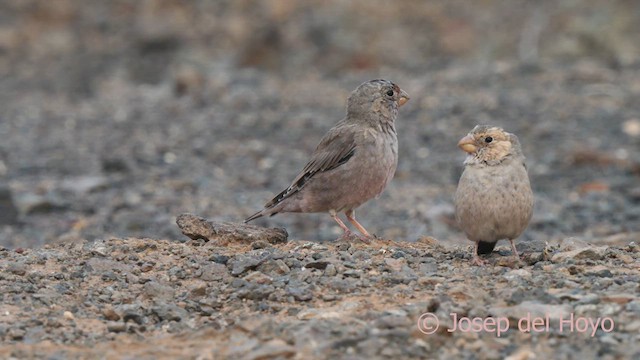 Trumpeter Finch - ML623666433
