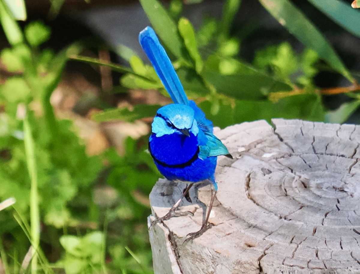 Splendid Fairywren - ML623666482