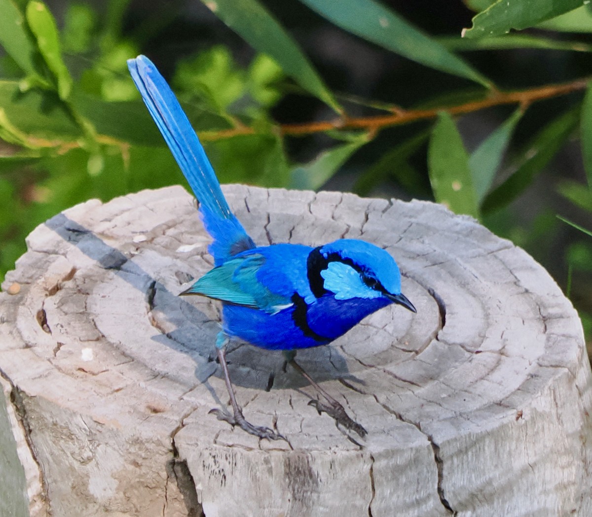 Splendid Fairywren - ML623666483