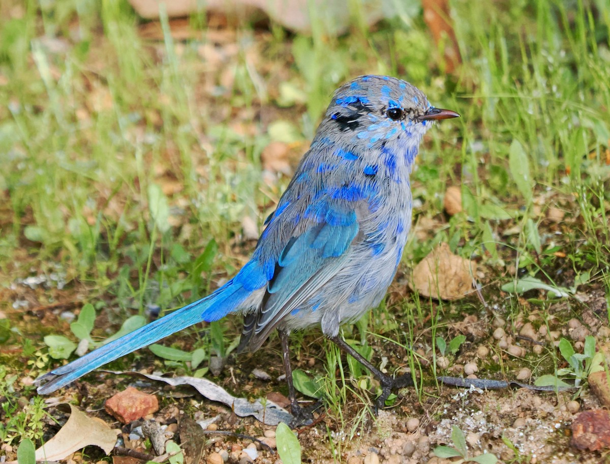 Splendid Fairywren - ML623666484