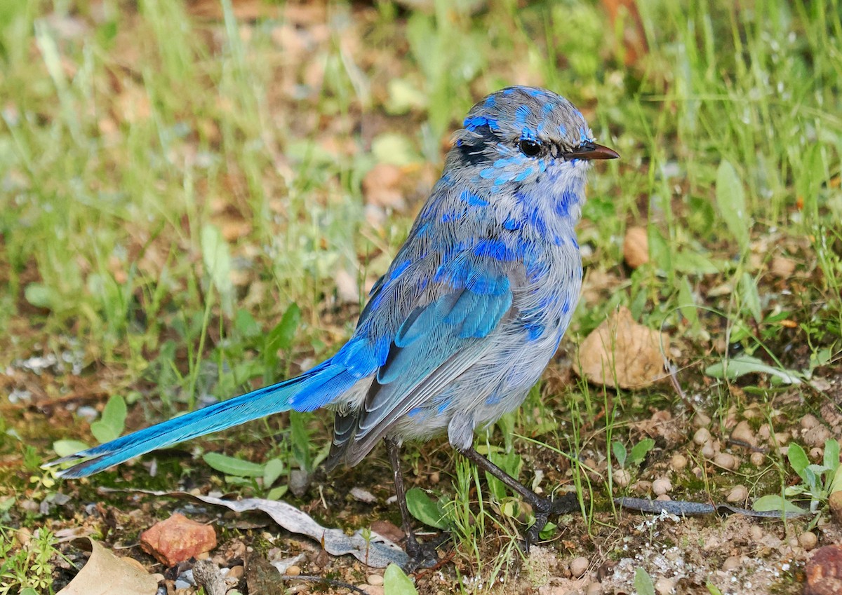 Splendid Fairywren - ML623666485