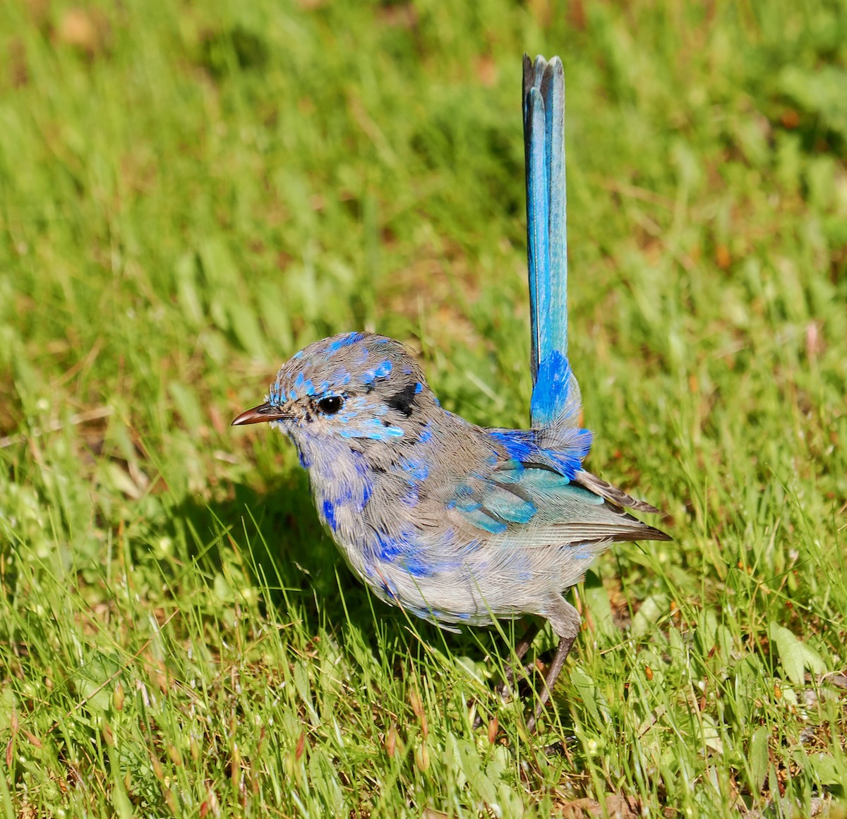 Splendid Fairywren - ML623666486