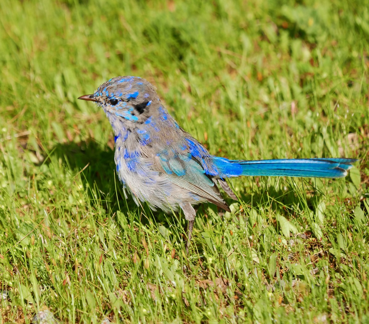 Splendid Fairywren - ML623666487