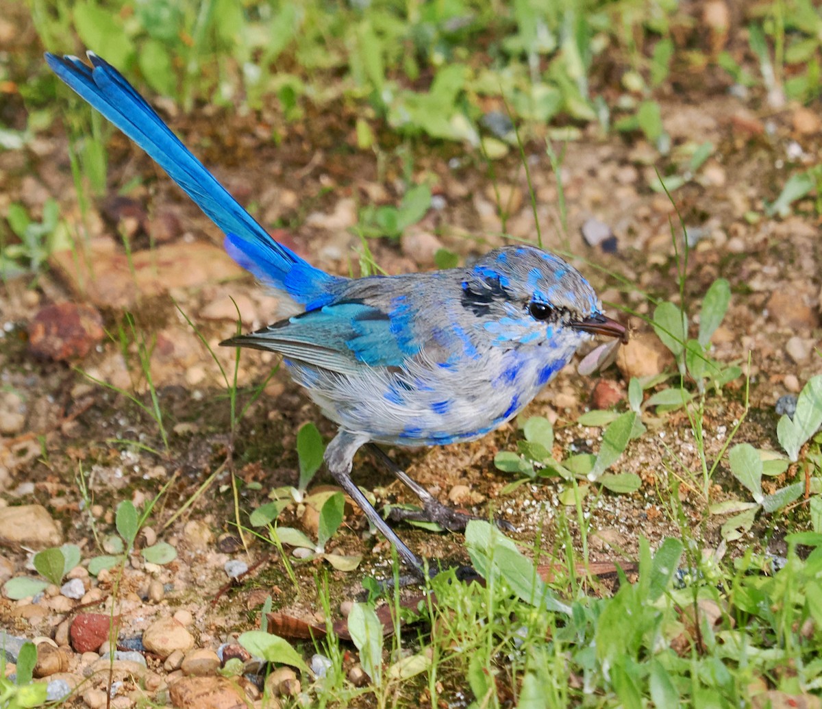 Splendid Fairywren - Ken Glasson