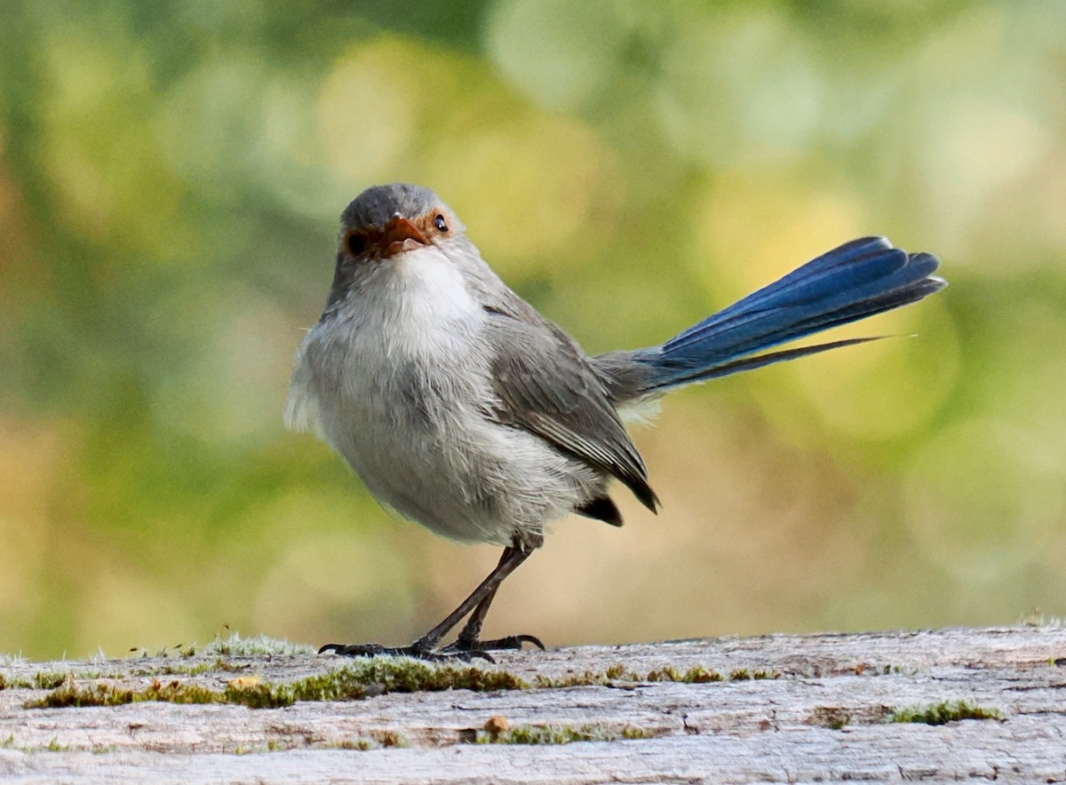 Splendid Fairywren - ML623666489