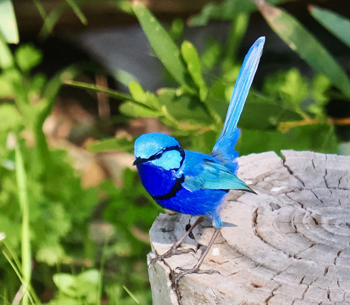 Splendid Fairywren - ML623666490