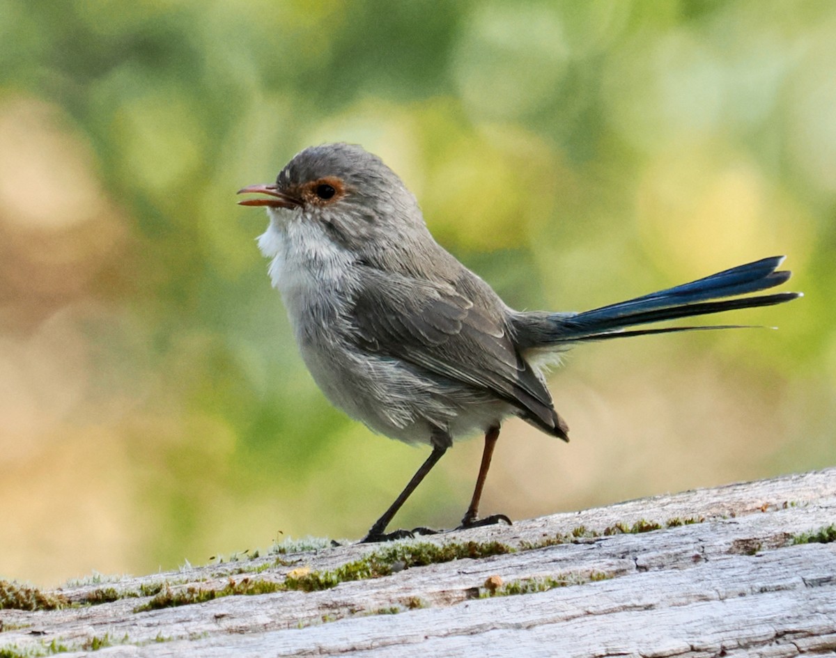 Splendid Fairywren - ML623666491