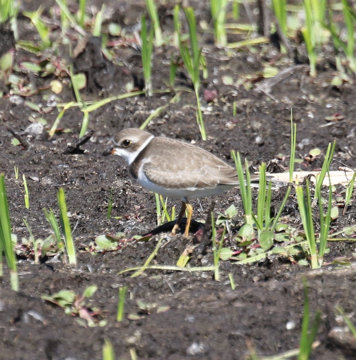 Semipalmated Plover - ML623666495