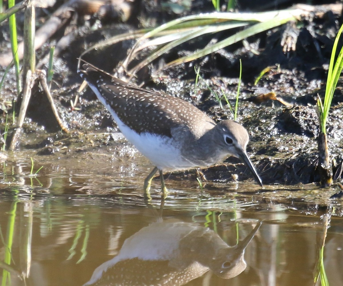 Solitary Sandpiper - ML623666503